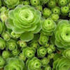 steamboatplants